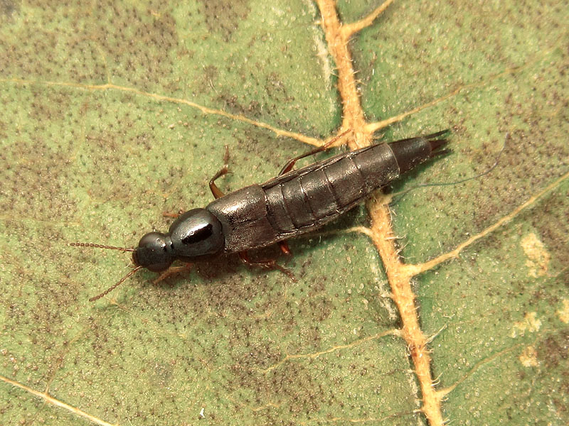 Staphylinidae: Quedius sp.